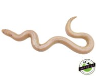 paradox-snow-stripe-kenyan-sand-boa-for-sale (1).jpg