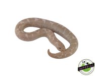 snow-kenyan-sand-boa-for-sale.jpg
