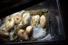enmassehatchlings2.jpg