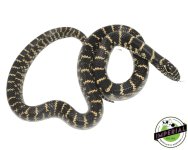 florida-king-snake-for-sale.jpg