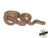 lavender-brooks-king-snake-for-sale.jpg