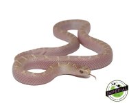 lavender-white-side-brooks-king-snake-for-sale.jpg
