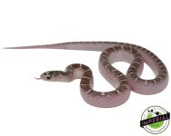 white-sided-anery-brooks-king-snake-for-sale.jpg