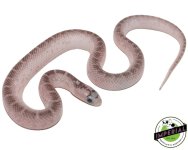 white-sided-axanthic-florida-king-snake-for-sale.jpg