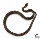 4-1.jpg