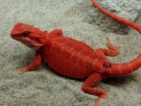 Hypo Trans Female #E-BK, 11in, $1200 - Copy.jpg