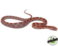 amel-albino-corn-snake-for-sale.jpg