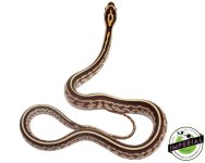 Tessera-Corn-Snake.jpg