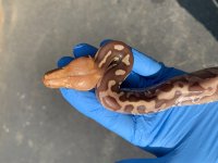 IMG_8931.jpg