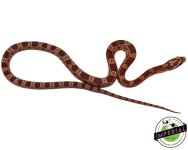 blood-red-cornsnakes-for-sale.jpg