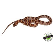 corn-snake-for-sale.jpg