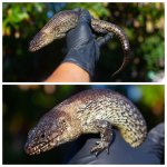 skink1.jpg