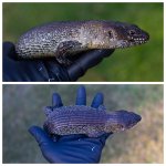 skink3.jpg