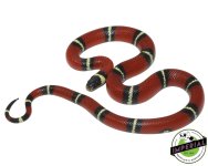 sinaloan-milk-snake-for-sale.jpg