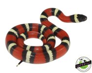 pueblan-milk-snake-for-sale.jpg