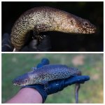 skink2.jpg