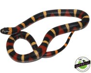 bi-color-pueblan-milk-snake-for-sale.jpg