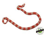 tri-color-albino-honduran-milksnake-for-sale.jpg