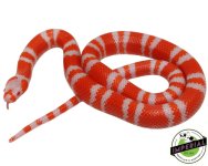 tangerine-albino-honduran-milk-snake-for-sale_fcb96b0f-8ee9-4e6a-9ed8-d45c5273ec11.jpg
