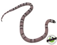 ghost-honduran-milk-snake-for-sale.jpg