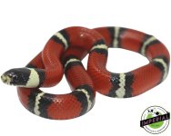 nelsons-milksnake-for-sale.jpg