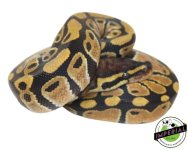 ImperialAnimalPictureTemplate-2021-01-04T222748.079_ee3284e6-fa4e-41d5-aea0-6fe3a7947f6a.jpg
