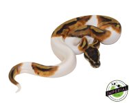 enchi-pied-ball-python.jpg