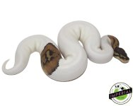 pied-ball-python-for-sale_7cc9b010-7d0f-4fd5-bcc2-d6c5892a1198.jpg