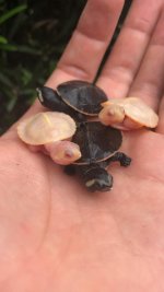 albino pink belly hatchlings.jpg