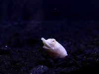 albino chinese softshell black sand 3.jpg
