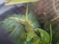 P. grandis-16.jpg