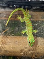 P. grandis-17.jpg