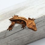 1-9B-Dark-Quadstripe_2021_6-16-22.jpg
