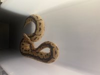 C99F328E-7E3A-45BB-89D5-556C5FC3E03C.jpg