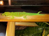 P. grandis-13.jpg