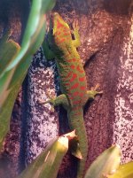 P. grandis-21.jpg