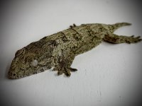 IMG_9662.jpg