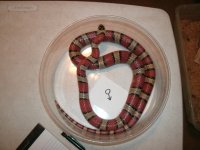 leonis male #2 intermed older breeder Pic 1.JPG