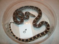 Son Gopher male 3.5 ft Pic 1.JPG