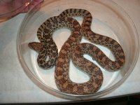 Bullsnake male 4 ft Pic 2.JPG
