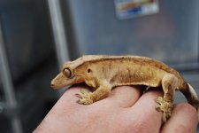 DSC_0095.jpg