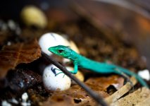 gastrohatchling1.jpg