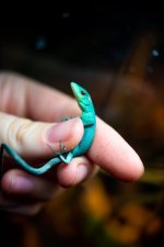 gastrohatchling2.jpg