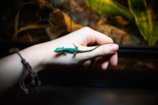 gastrohatchling3.jpg