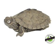 mississippi-map-turtle-for-sale.jpg