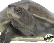 batagur-borneoensis-painted-river-terrapin-turtles-for-sale.jpg
