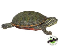 northern-red-belly-cooter-for-sale.jpg
