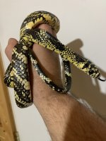 Chica-3.jpg