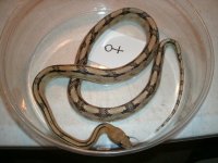 TP Rat female RR 3 ft Pic 2.JPG