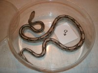 TP Rat male RR 3 ft Pic 2.JPG